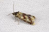 Aethes williana