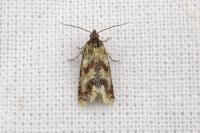 Aethes williana