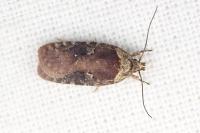 Agonopterix purpurea