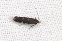 Aproaerema anthyllidella