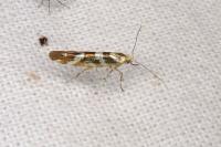 Argyresthia goedartella