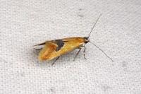 Batia lambdella