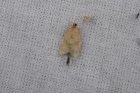 Clepsis consimilana