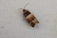 Lobesia bicinctana