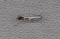 Lyonetia clerkella