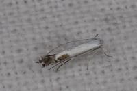 Lyonetia clerkella