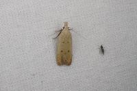 Nothris verbascella