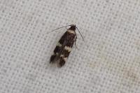Oegoconia