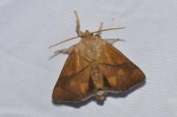 Apoda limacodes