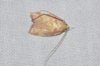 Carcina quercana