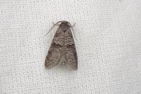 Penestoglossa dardoinella