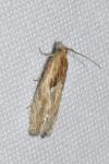 Eucosma gr. cana