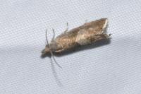 Dichrorampha
