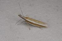 Pleurota aristella