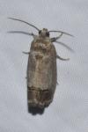 Cydia pomonella