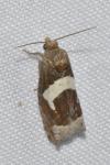 Epiblema foenella