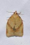 Clepsis consimilana