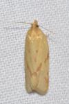 Clepsis pallidana