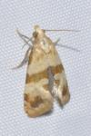 Phalonidia contractana