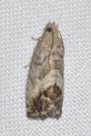 Cydia splendana