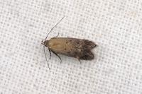 Stomopteryx