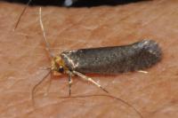 Cephimallota crassiflavella