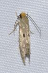 Tinea trinotella