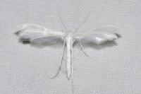 Pterophorus pentadactylus