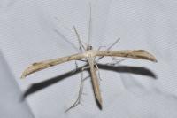 Emmelina monodactyla