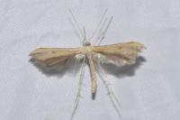 Emmelina monodactyla