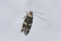 Oegoconia