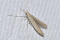 Coleophora