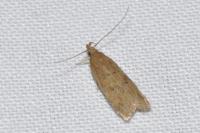 Helcystogramma lutatella