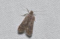 Anacampsis