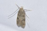Borkhausenia nefrax