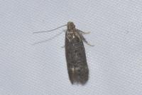 Bryotropha similis