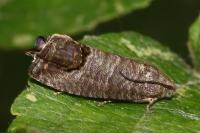 Cydia pomonella