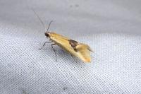 Batia lambdella