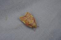 Carcina quercana