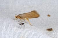 Crassa unitella
