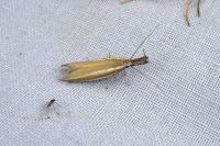 Pleurota aristella