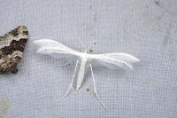Pterophorus pentadactylus