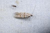 Symmocoides oxybiella