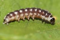 Ethmia terminella