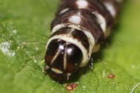 Ethmia terminella