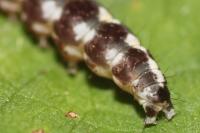 Ethmia terminella