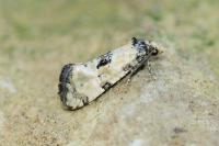 Brevicornutia pallidana