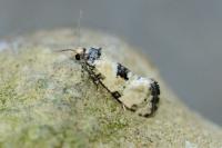 Brevicornutia pallidana