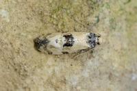 Brevicornutia pallidana