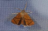 Apoda limacodes
